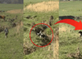 Boy, 9, Saves Calf Trapped in a Creek After Spotting a Distressed Mother Cow