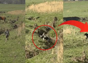 Boy, 9, Saves Calf Trapped in a Creek After Spotting a Distressed Mother Cow