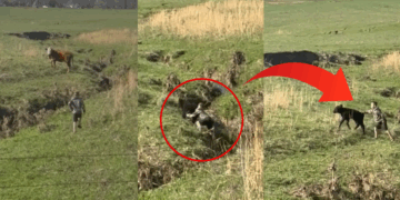 Boy, 9, Saves Calf Trapped in a Creek After Spotting a Distressed Mother Cow