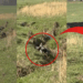 Boy, 9, Saves Calf Trapped in a Creek After Spotting a Distressed Mother Cow