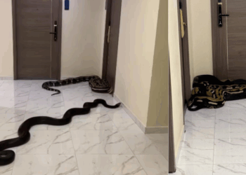 Bangkok Condo Resident Releases Snakes to Protest Neighbors Violating No-Pet Policy