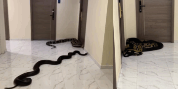 Bangkok Condo Resident Releases Snakes to Protest Neighbors Violating No-Pet Policy