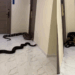 Bangkok Condo Resident Releases Snakes to Protest Neighbors Violating No-Pet Policy