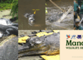 Mandai Wildlife Reserve Shares Rare Look at Health Assessment of Critically Endangered Indian Gharial