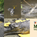Mandai Wildlife Reserve Shares Rare Look at Health Assessment of Critically Endangered Indian Gharial