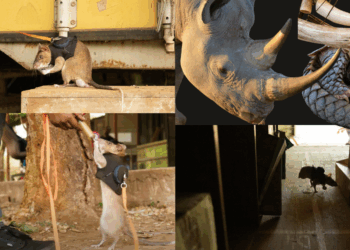 Giant Rats in Uniform Trained to Sniff Out Wildlife Trafficking