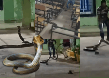 Chilling Encounter: Giant King Cobra Rescued From a School