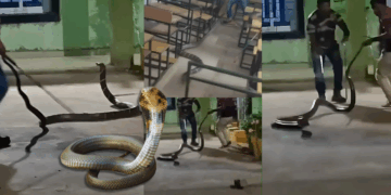 Chilling Encounter: Giant King Cobra Rescued From a School