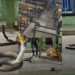 Chilling Encounter: Giant King Cobra Rescued From a School