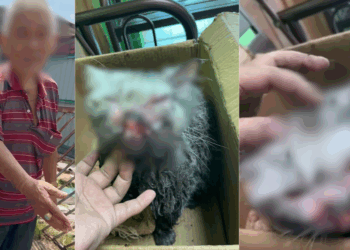 Elderly Man in Johor Arrested for Animal Abuse After Cat Owner Found Her Bloodied Pet in Drain