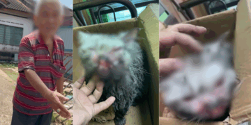 Elderly Man in Johor Arrested for Animal Abuse After Cat Owner Found Her Bloodied Pet in Drain