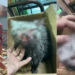 Elderly Man in Johor Arrested for Animal Abuse After Cat Owner Found Her Bloodied Pet in Drain