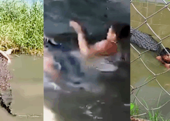 Man, 29, Mauled by Crocodile at Philippines Zoo After Mistaking it for a Statue