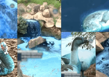 Chemical Spill from Truck Crash Turns São Paulo River Electric Blue, Wildlife Affected