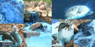 Chemical Spill from Truck Crash Turns São Paulo River Electric Blue, Wildlife Affected