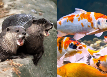 Otters Maul Around S$10,000 Worth of Pet Koi at Bright Hill Home