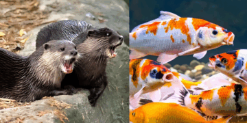 Otters Maul Around S$10,000 Worth of Pet Koi at Bright Hill Home