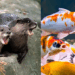 Otters Maul Around S$10,000 Worth of Pet Koi at Bright Hill Home