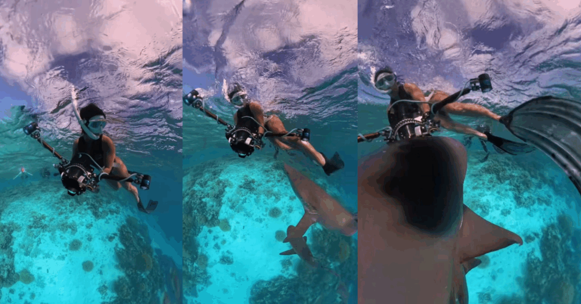 Close Call Diver Swarmed by Sharks While Filming in Australia’s Coral