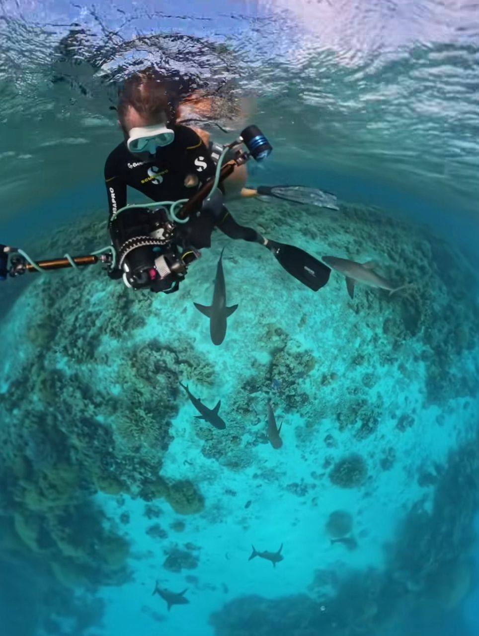 Close Call Diver Swarmed by Sharks While Filming in Australia’s Coral