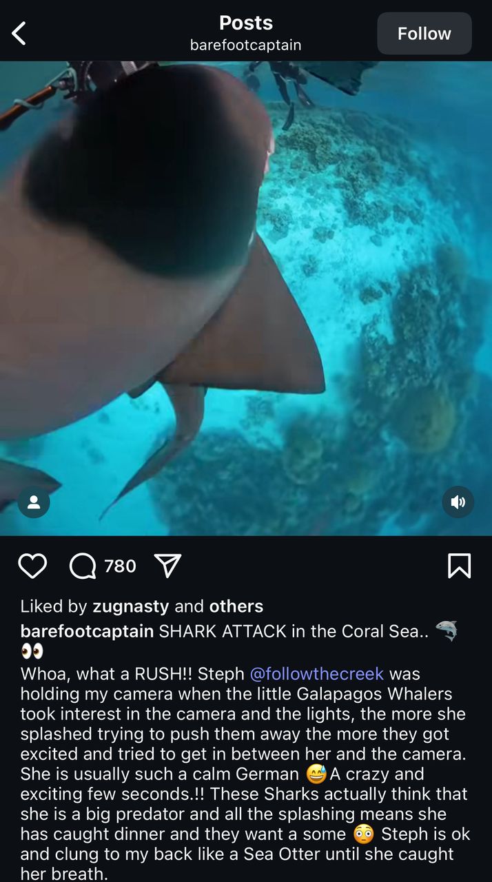 Close Call Diver Swarmed by Sharks While Filming in Australia’s Coral