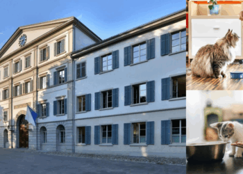 Swiss Woman Taken to Court for Feeding Neighbor’s Cat