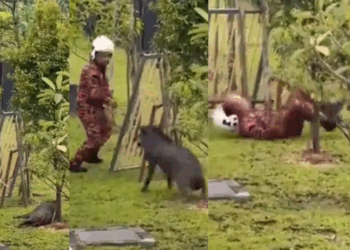 Unexpected Takedown: Wild Boar Charges at Malaysian Firefighter During Failed Capture Attempt