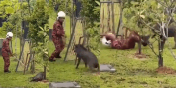 Unexpected Takedown: Wild Boar Charges at Malaysian Firefighter During Failed Capture Attempt