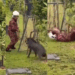 Unexpected Takedown: Wild Boar Charges at Malaysian Firefighter During Failed Capture Attempt
