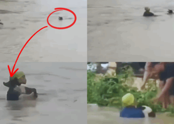 Brave Man Saves Drowning Dog During Manipur Floods