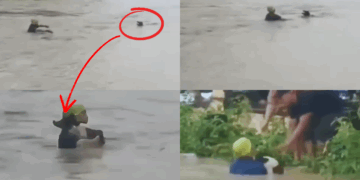 Brave Man Saves Drowning Dog During Manipur Floods