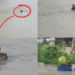 Brave Man Saves Drowning Dog During Manipur Floods