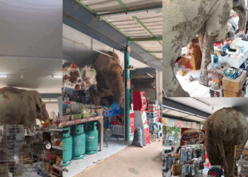 Uninvited Guest: Elephant Walks Into Thai Grocery Store, Eats Snacks