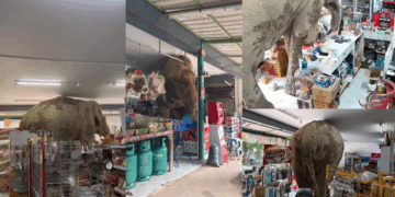 Uninvited Guest: Elephant Walks Into Thai Grocery Store, Eats Snacks