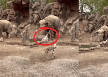 Elephant Named ‘Trompita’ Rescues Drowning Gazelle
