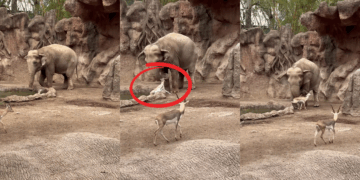 Elephant Named ‘Trompita’ Rescues Drowning Gazelle
