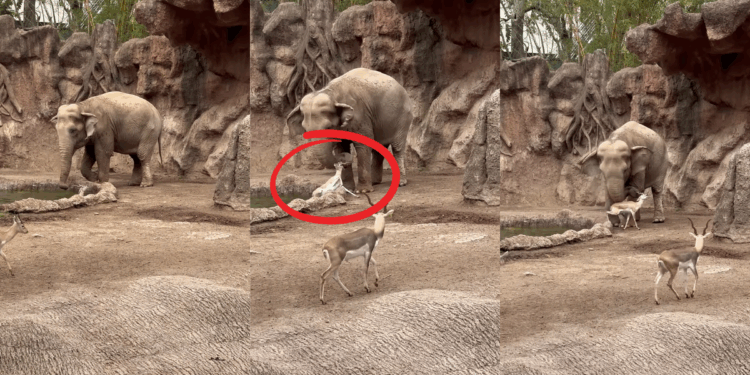 Elephant Named ‘Trompita’ Rescues Drowning Gazelle