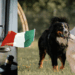 Italy Passes Tougher Animal Cruelty Law, Criminalising Dogfighting and Chaining Dogs