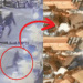 Man Shot Dead, Two Injured at KL Restaurant, Police Launch Manhunt for Motorcycle Duo