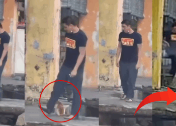 Man Caught on Camera Randomly Kicking Cat Twice Into Drain, Public Outraged