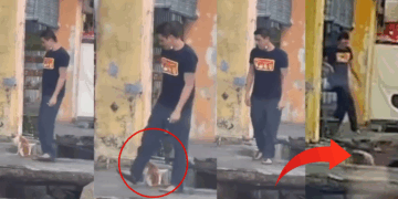 Man Caught on Camera Randomly Kicking Cat Twice Into Drain, Public Outraged