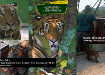 Crate-Trained Tigers: Watch as Mandai Wildlife Reserve Relocates Their Malayan Tigers
