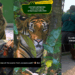 Crate-Trained Tigers: Watch as Mandai Wildlife Reserve Relocates Their Malayan Tigers