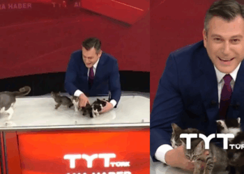 Turkish News Anchor Ends Broadcast With Surprise Kitten Adoption Call