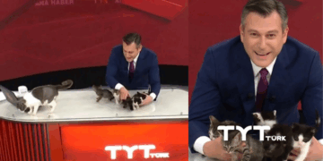 Turkish News Anchor Ends Broadcast With Surprise Kitten Adoption Call
