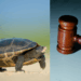 Boy in China Dies After Turtle Falls on Head, Owner to Pay S$229K