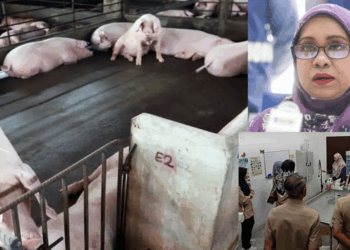 African Swine Fever Hits Fourth Pig Farm in Penang, Pigs Being Culled