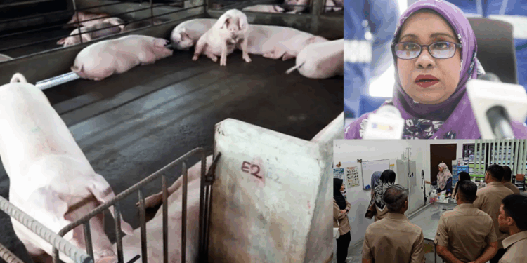 African Swine Fever Hits Fourth Pig Farm in Penang, Pigs Being Culled