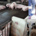 African Swine Fever Hits Fourth Pig Farm in Penang, Pigs Being Culled
