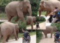 Elephant Prevents Longtime Keeper from Leaving, Blocks His Exit